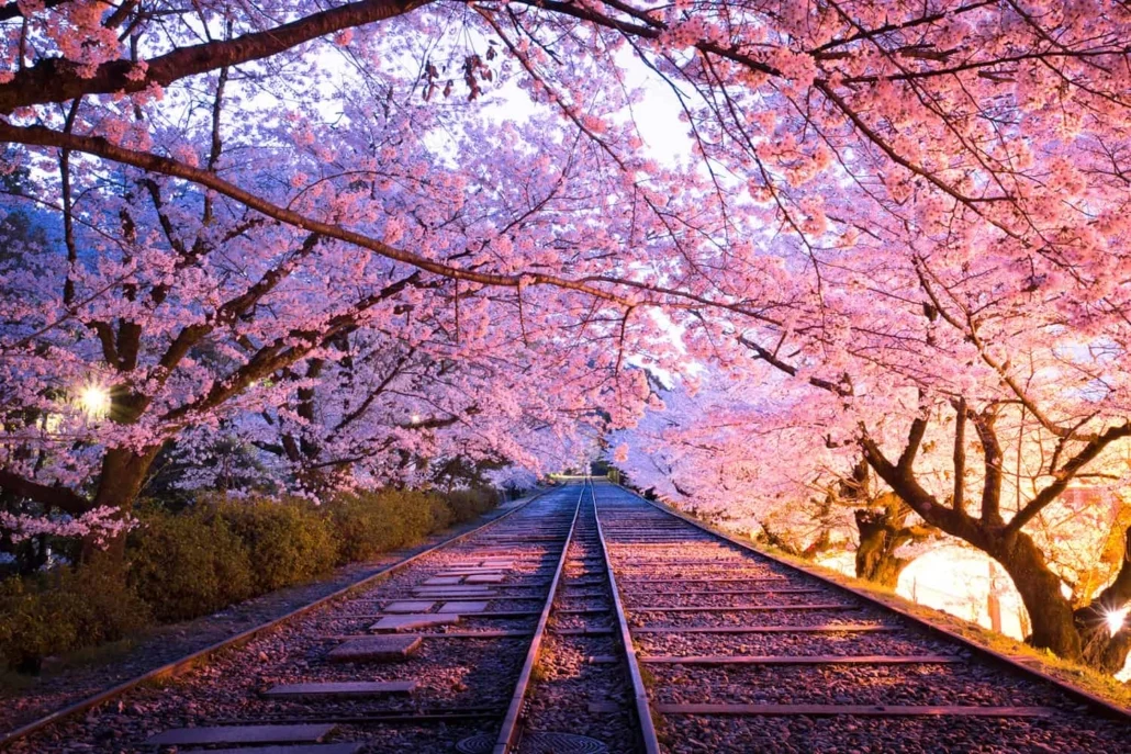 Cherry Blossom Train Japan Cherry Blossom Train Japan